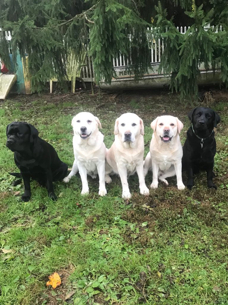 What do Hope Lock dogs want for Christmas? « Hope Lock Kennels