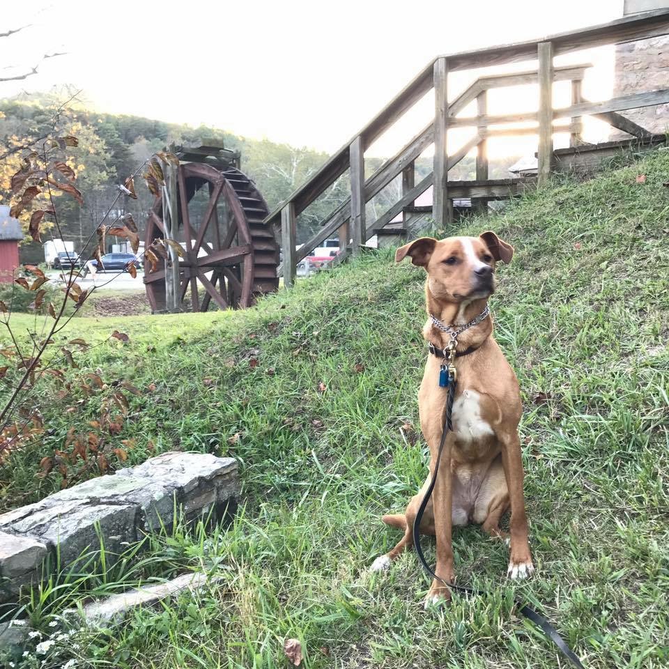 Testimonials « Hope Lock Kennels