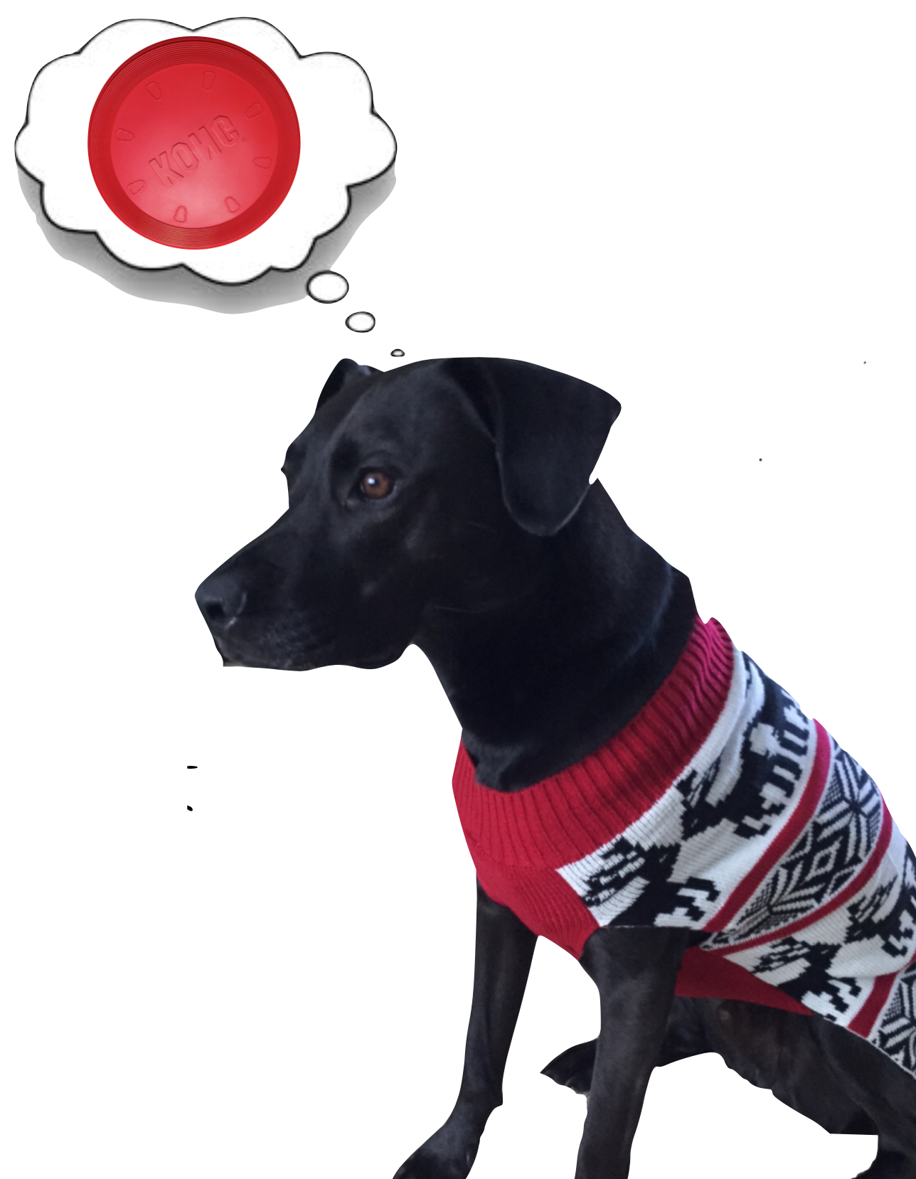 What do Hope Lock dogs want for Christmas? « Hope Lock Kennels