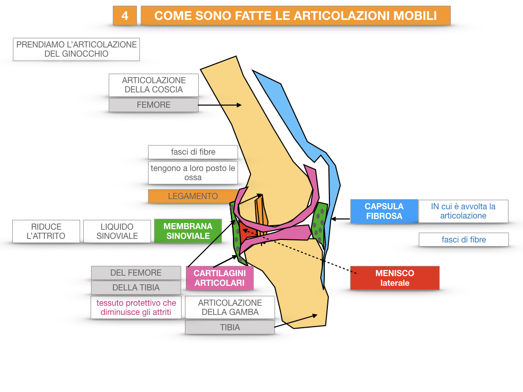 10. LE ARTICOLAZIONI SEMIMOBILI FISSE Ho preso dieci