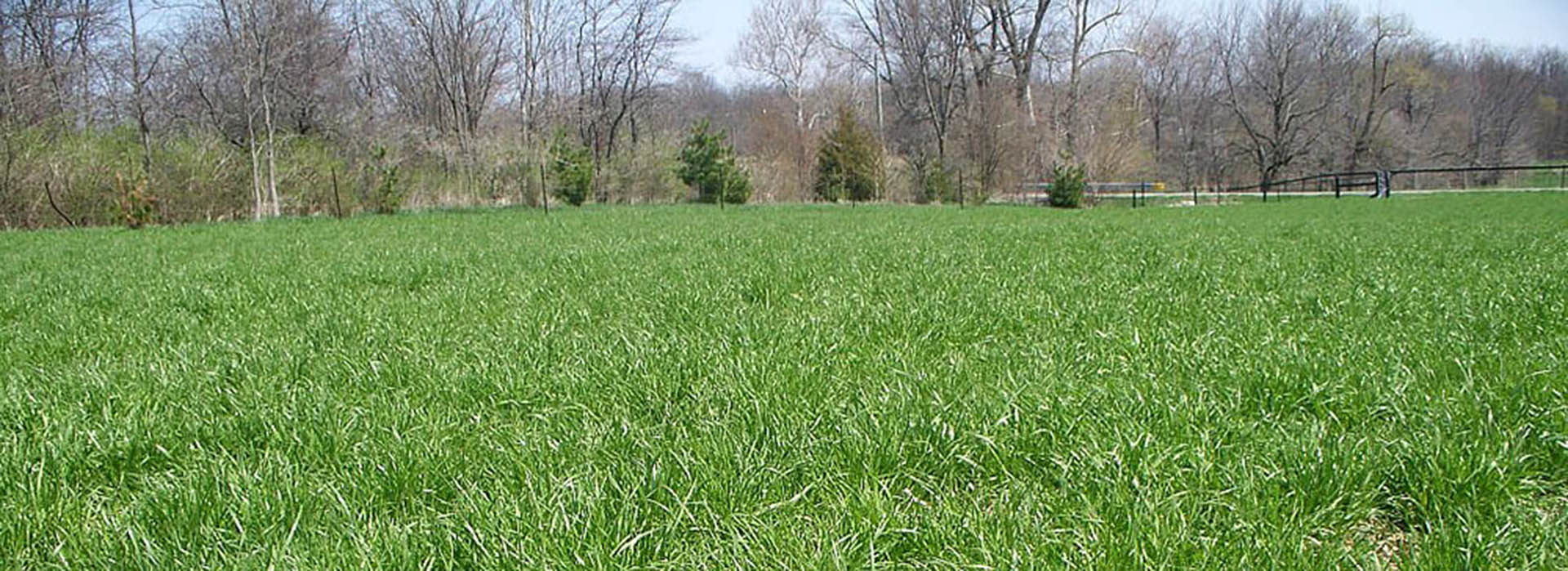 Grass Feed For Horses Grass For Feed Horizon Structures