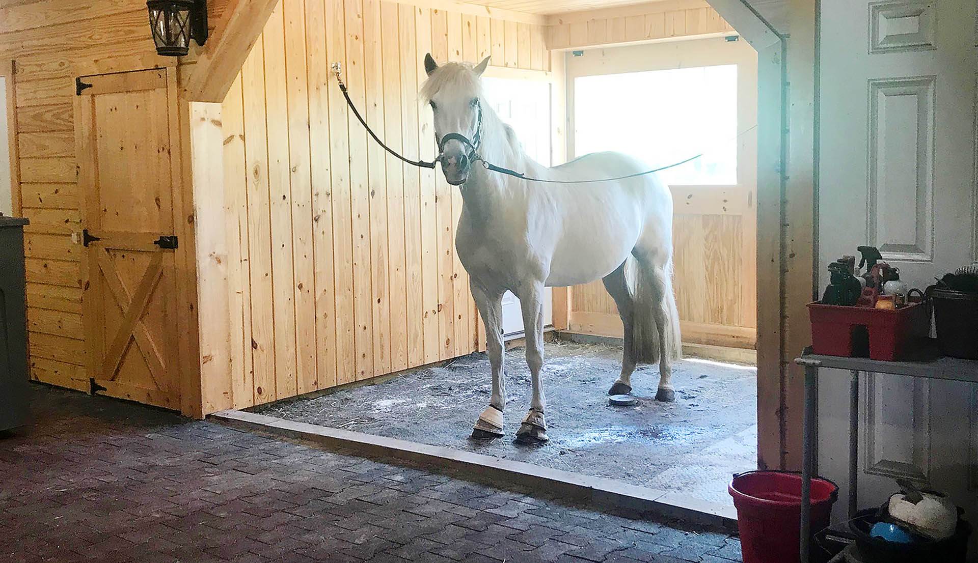 Importance of Horse Grooming Stalls Horse Grooming Safety Horizon