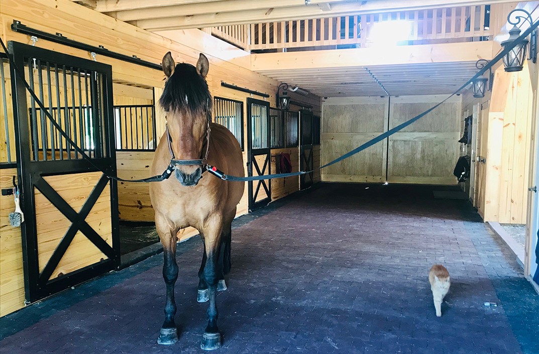 Special Needs Requirements for Therapeutic Horseback Riding Barns