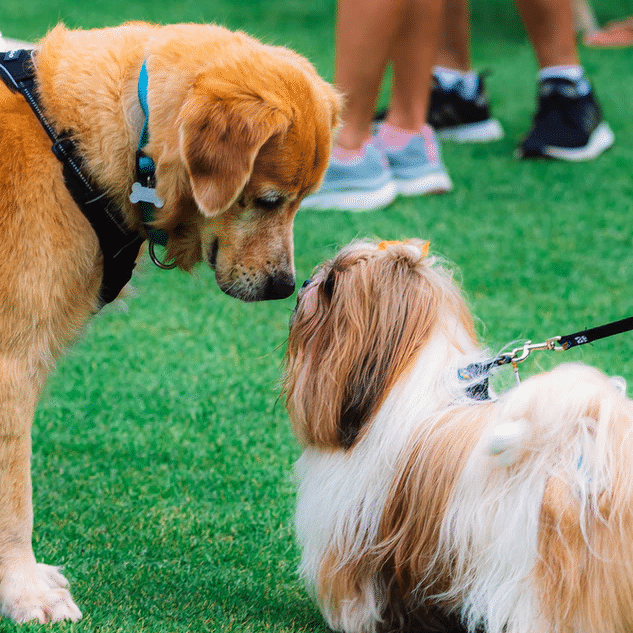 Enrichment Ideas for Show Dogs in Kennels Horizon Structures