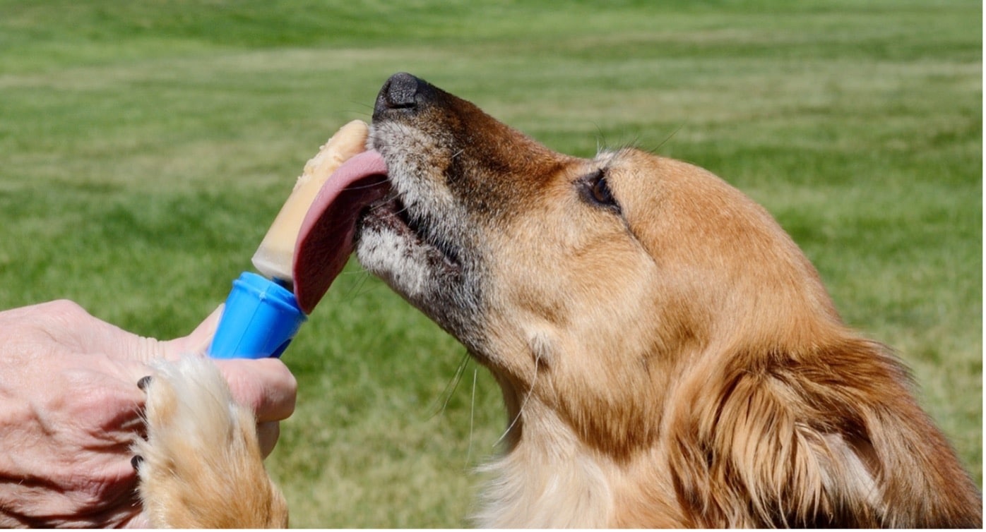 Warm Weather Tips for Your Kennel Horizon Structures