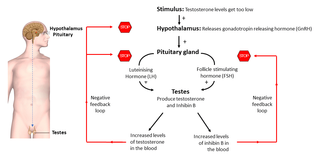 Testes Hormones Australia