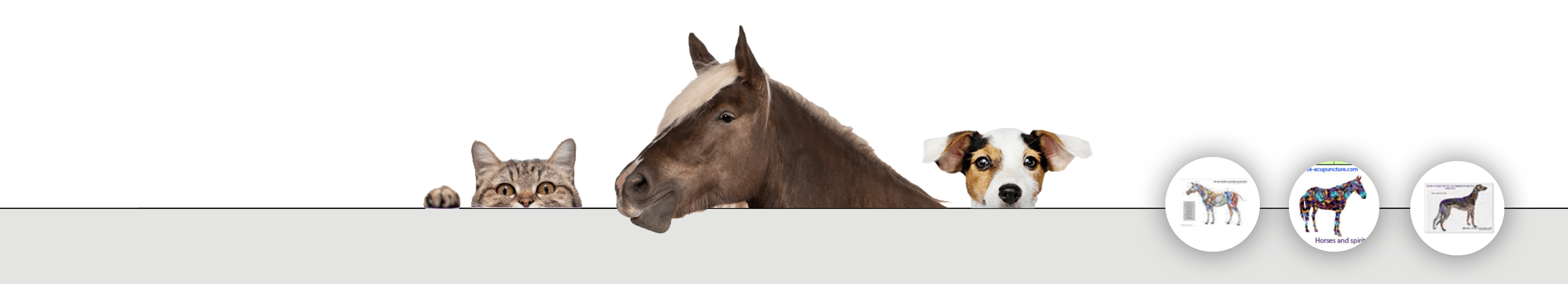 Equine Acupressure charts for many ailments