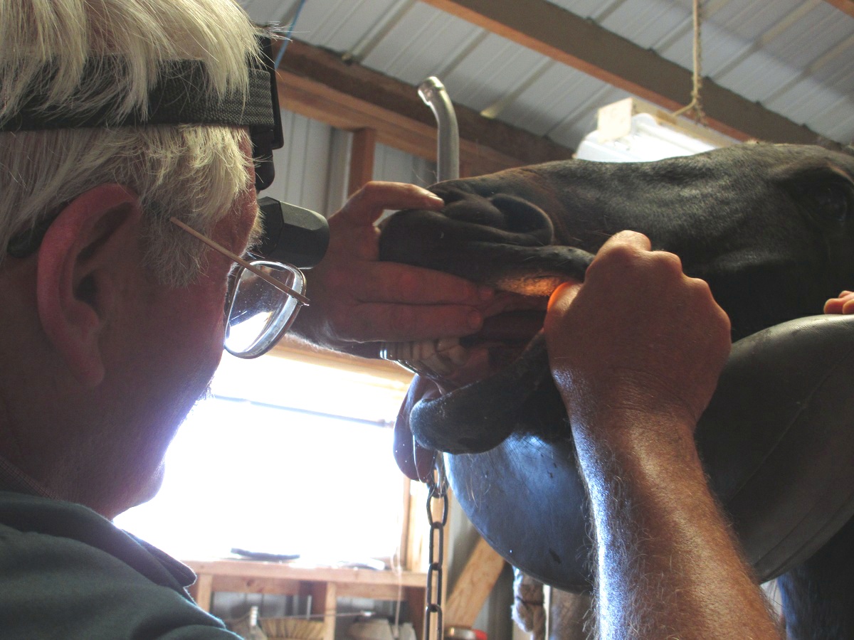 An UPDATE on the Casiaic horses dental, farrier, vets... the whole