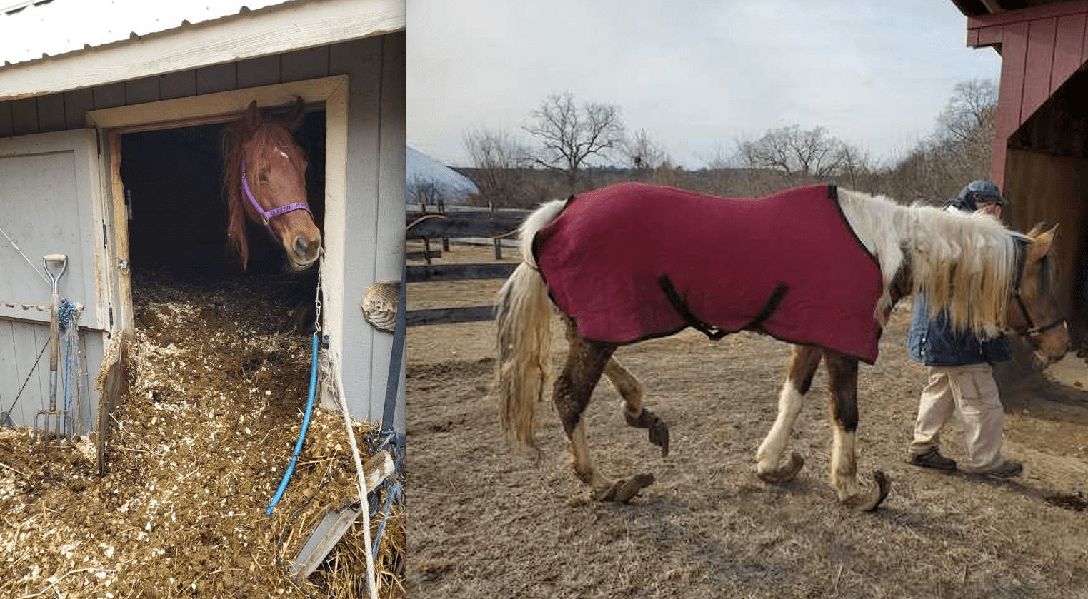 UPDATE on ROOSTER! The Bucket Fund horse with the groundbreaking