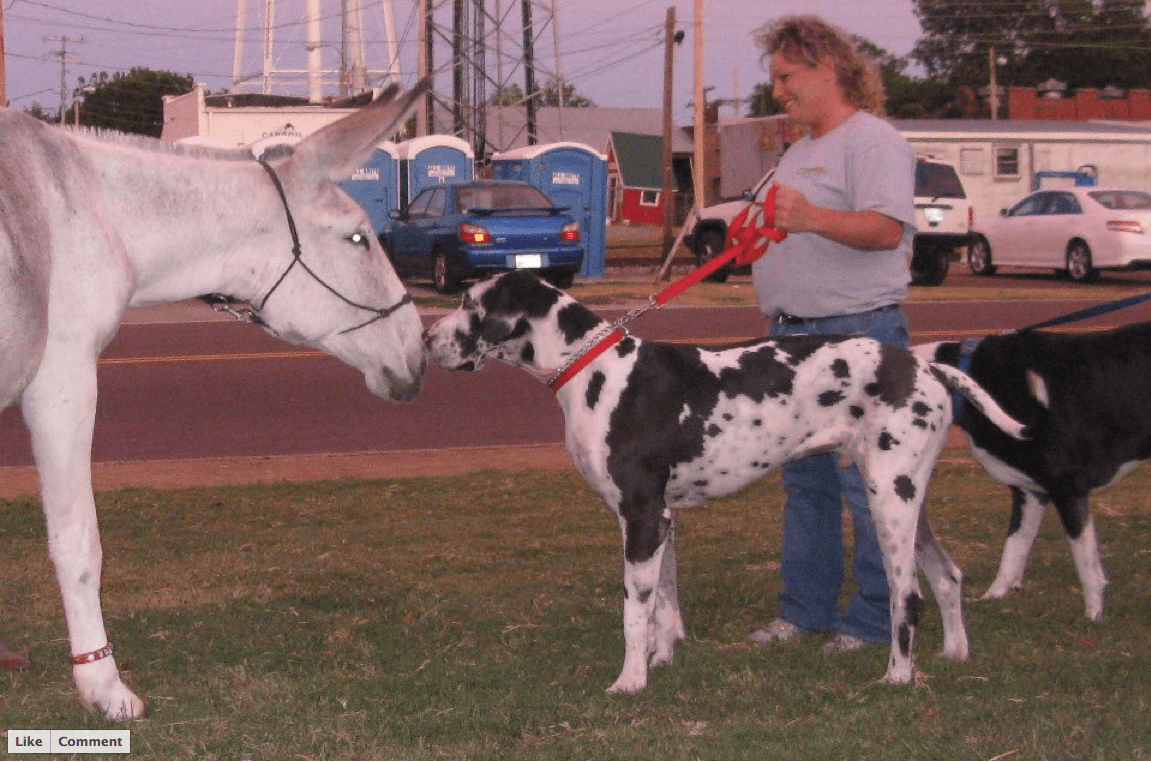 great dane Horse and Man