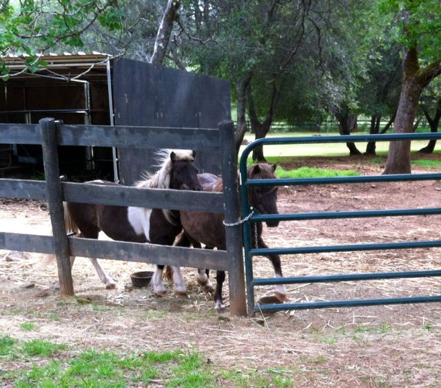 RED HORSE DIARY 8 ONE MARE IS GOOD BUT THREE MARES IS MUCH BETTER