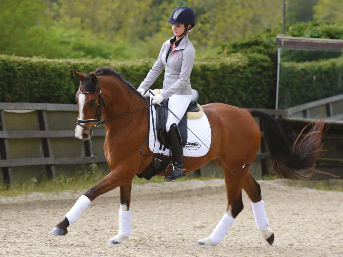 Thirtyminute flatwork exercises Schooling plans Horse&Rider Magazine