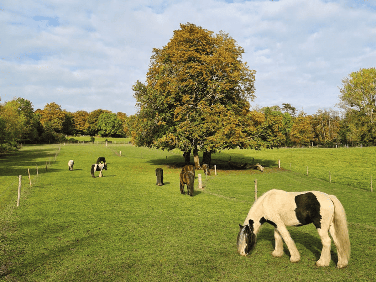 Stay on track Horse and Rider