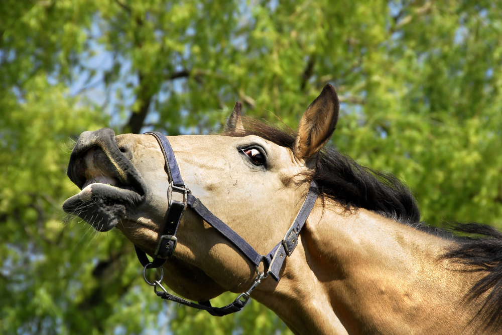 Le cheval isabelle origine, couleur de robe, équipements assortis