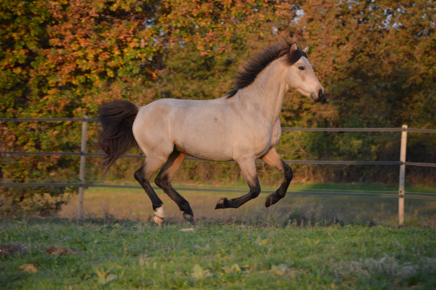 Le cheval isabelle origine, couleur de robe, équipements assortis