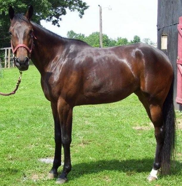 Racking Horse Info, Origin, History, Pictures