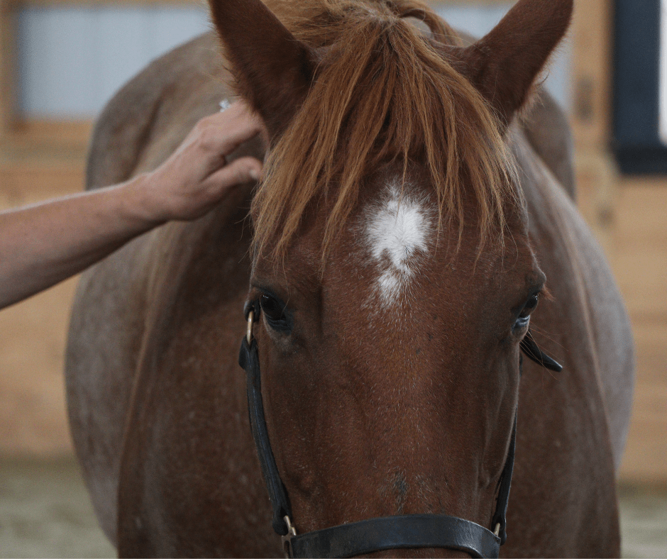 Does Your Horse Like to be Petted? HorseClass