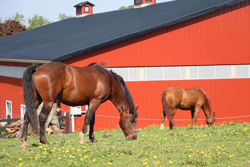 Honey Brook Stables HorseClass Honey Brook Stables LLC Farm...