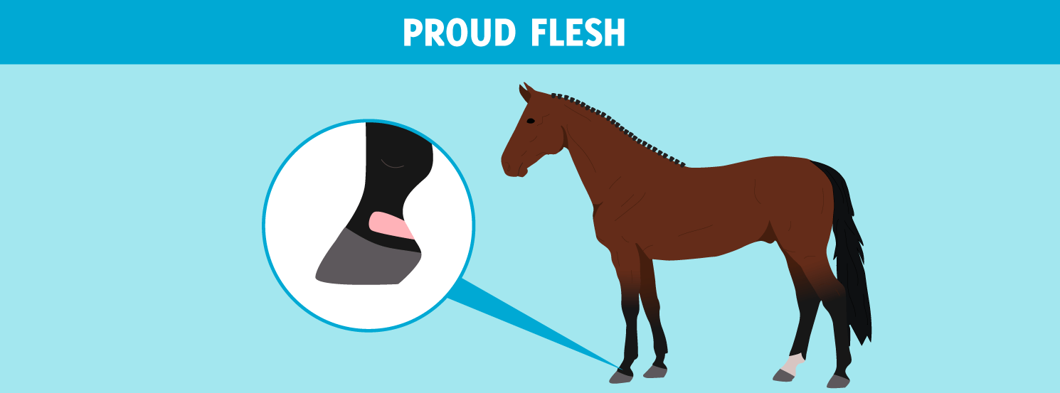 Proud Flesh HorseDVM Diseases AZ