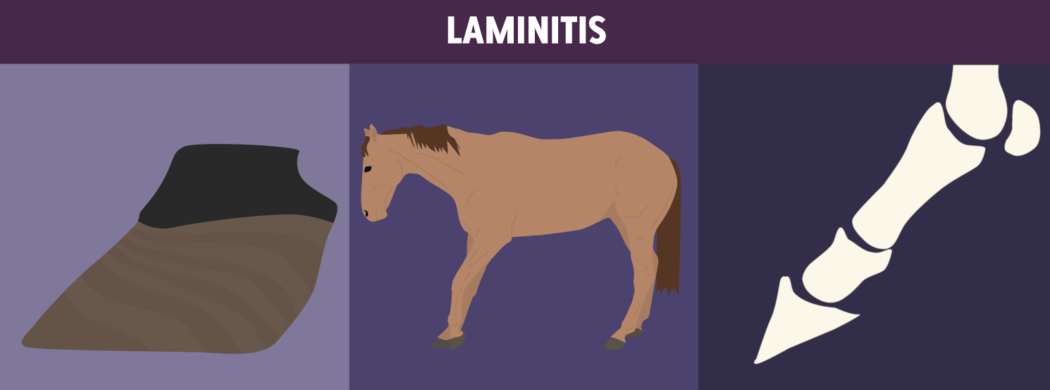 Laminitis HorseDVM Diseases AZ