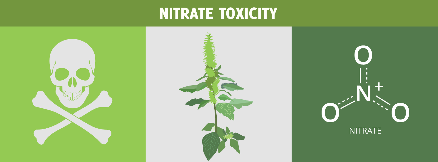 Nitrate Toxicity HorseDVM Diseases AZ