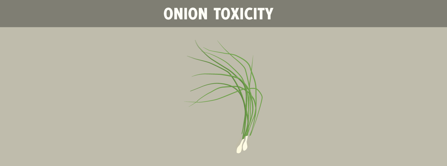 Onion Toxicity HorseDVM Diseases AZ