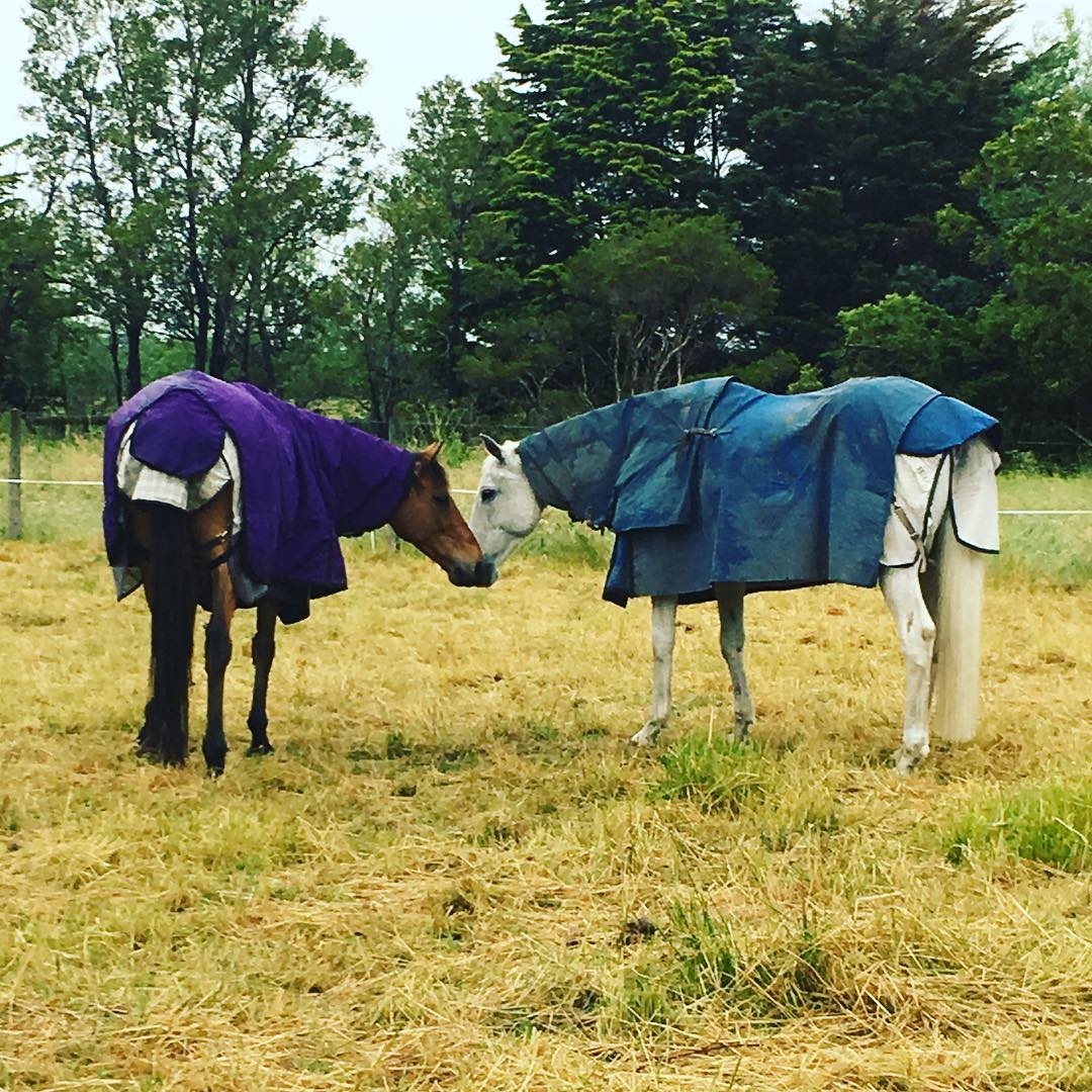 Chase’s Case of Australian Stringhalt HorseDVM