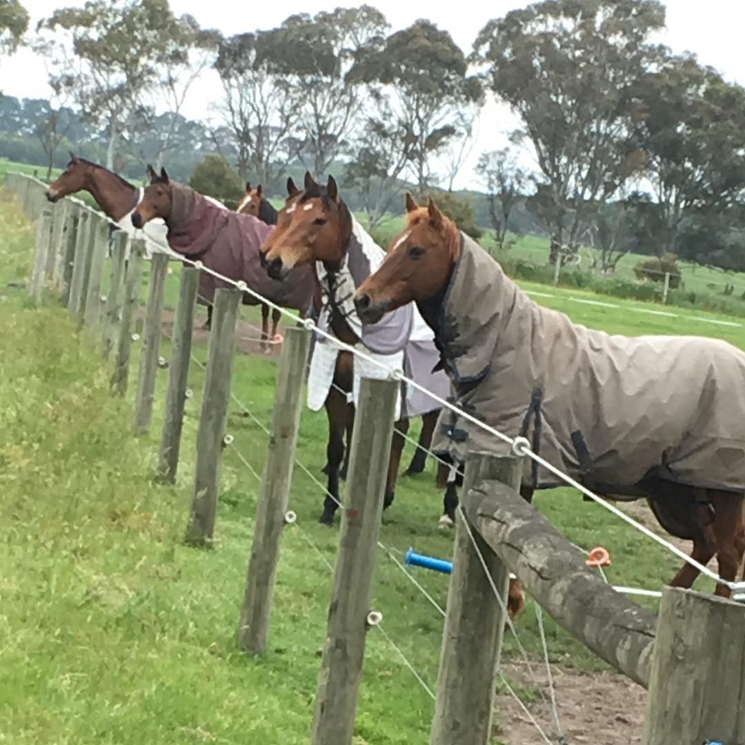 Chase’s Case of Australian Stringhalt HorseDVM