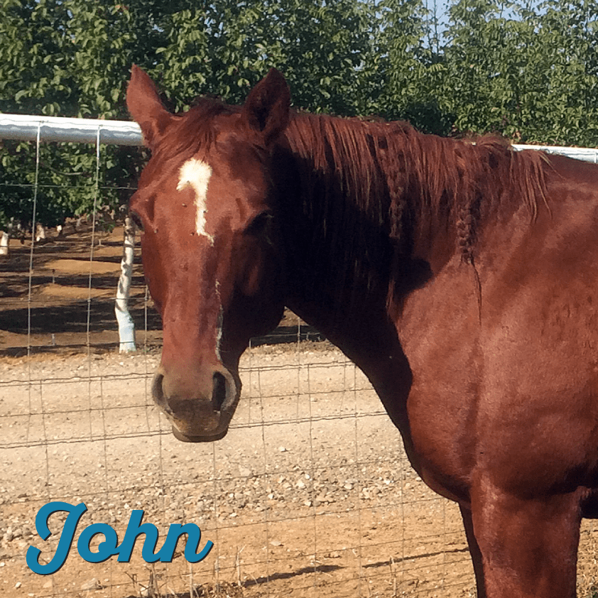 Botulism HorseDVM Diseases AZ