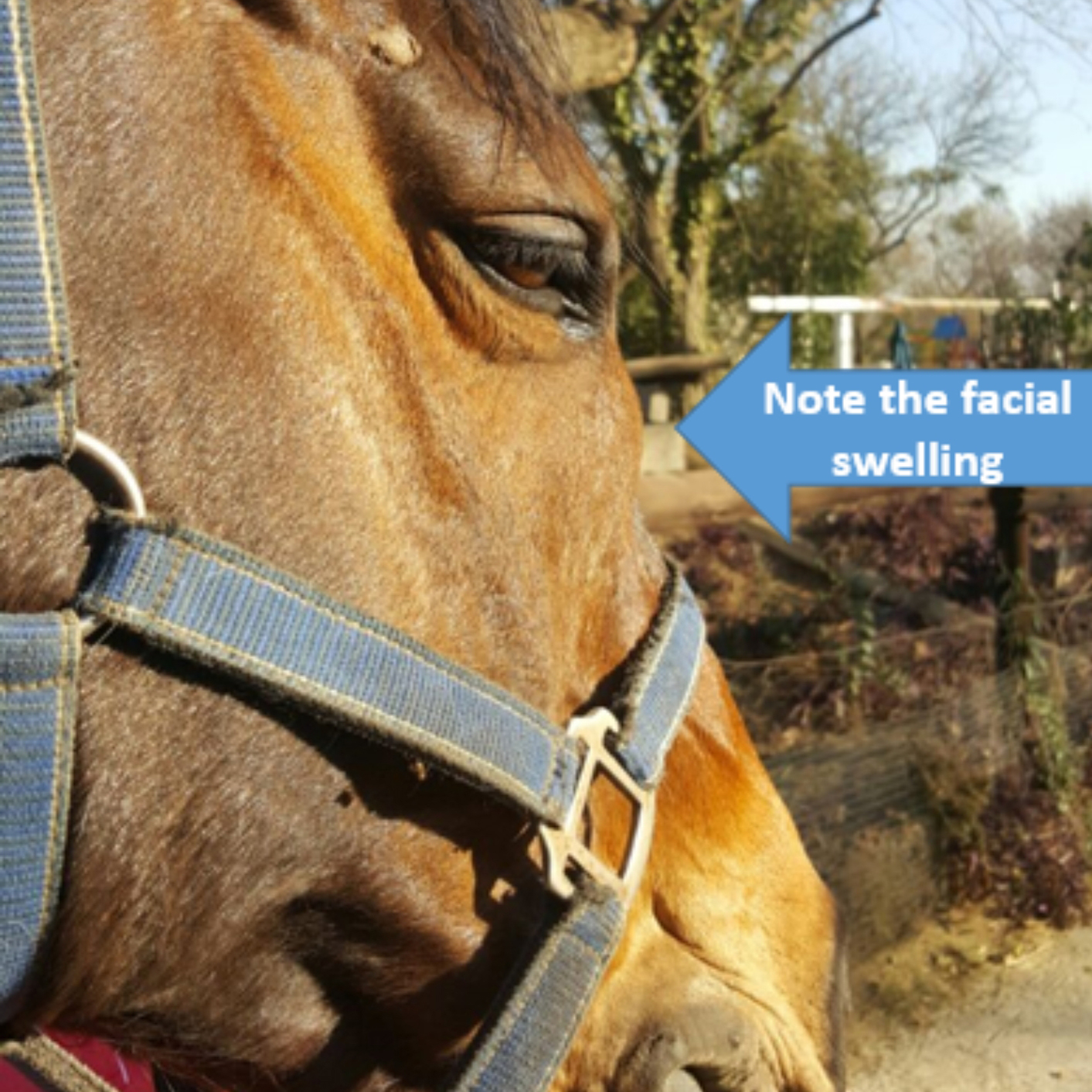 Case of a Horse with a Maxillary Sinus Cyst HorseDVM