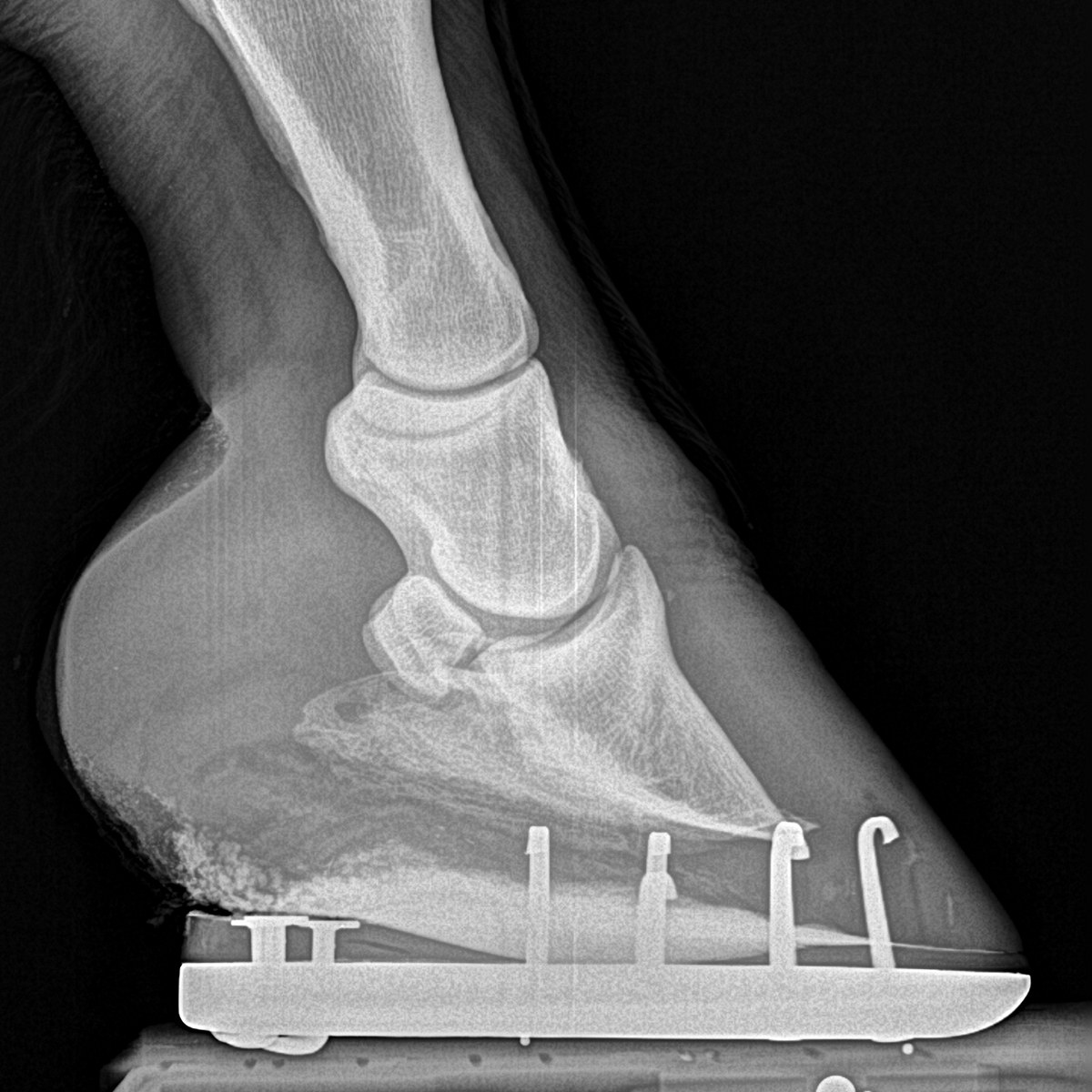 Piper’s Fractured Coffin Bone HorseDVM
