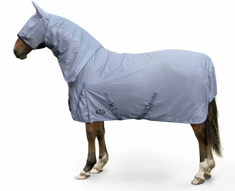 How To Prevent Sweet Itch In Horses Horse FactBook