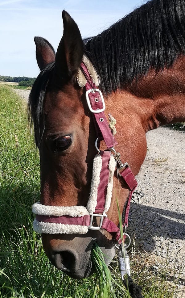 How To Choose The Right Halter For Your Horse Horse FactBook