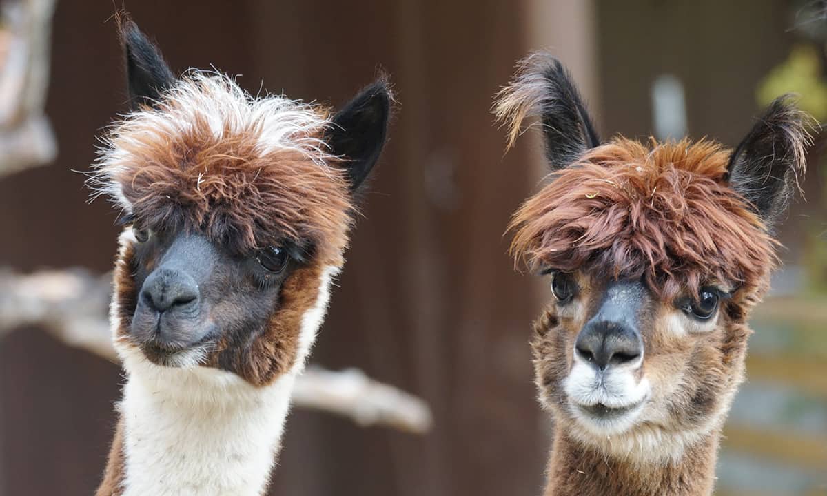 Do Alpacas Make Good Companions For Horses? Horse FactBook