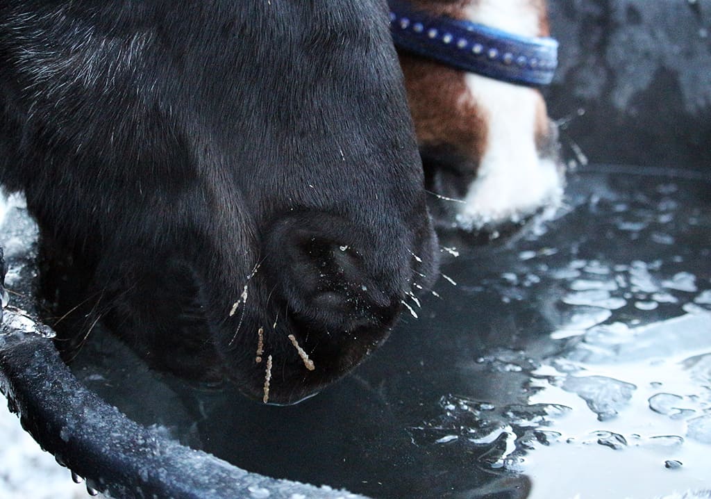 Equine Hydration How Much Water Do Horses Need? Horse FactBook