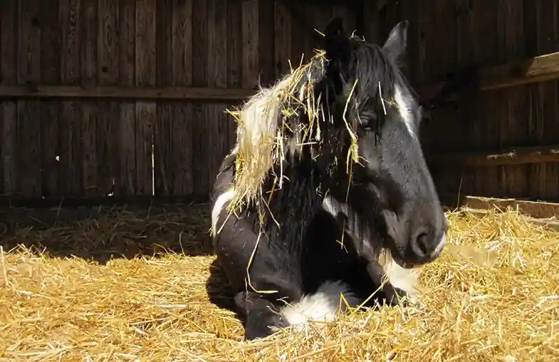 How Much Does It REALLY Cost To Own A Horse In Canada? Horse FactBook