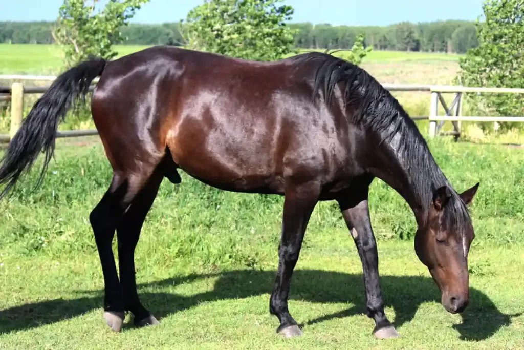 Why Don’t Horses Throw Up? The Facts About Why Horses Can’t Vomit