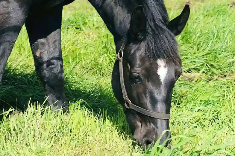 How Much Does It REALLY Cost To Own A Horse In Canada? Horse FactBook