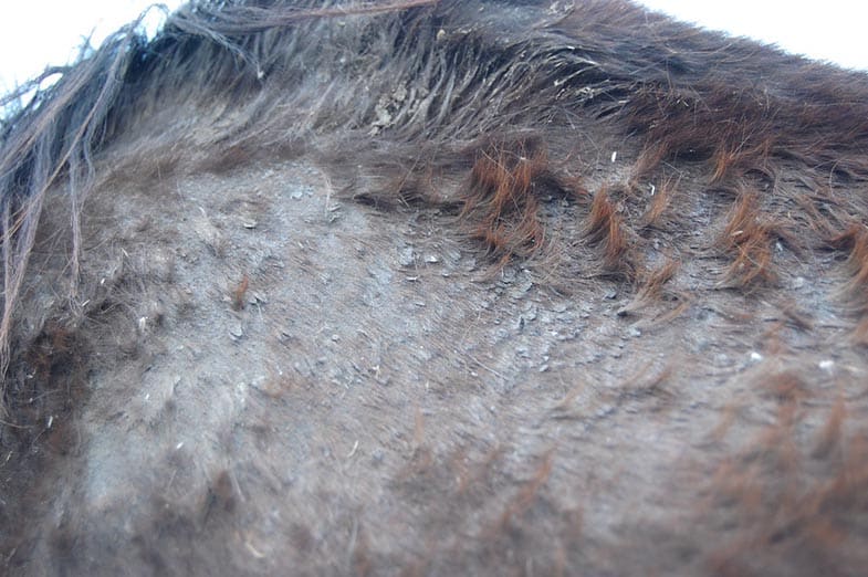 Can Horses Cope With The Rain? All You Need To Know About Keeping A