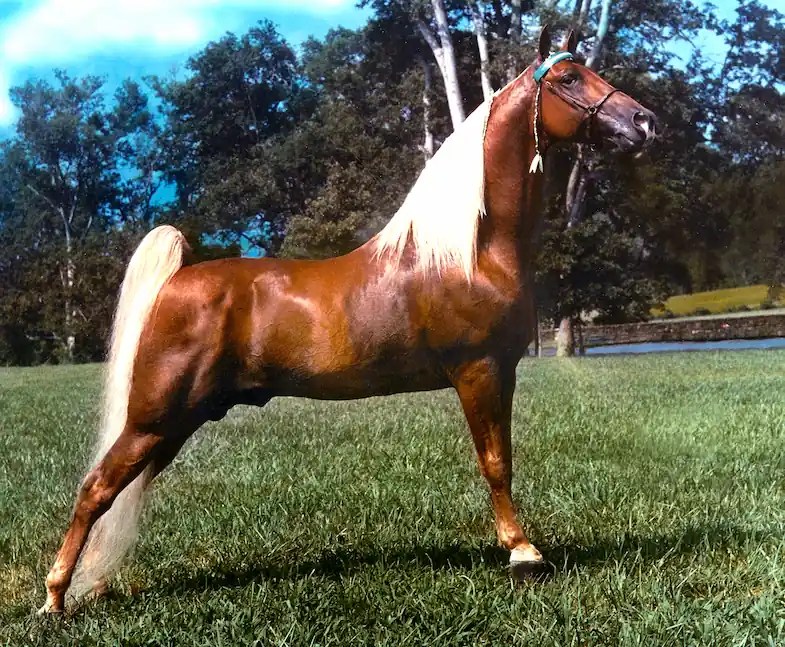 13 Incredible & Fascinating Facts About The Tennessee Walking Horse