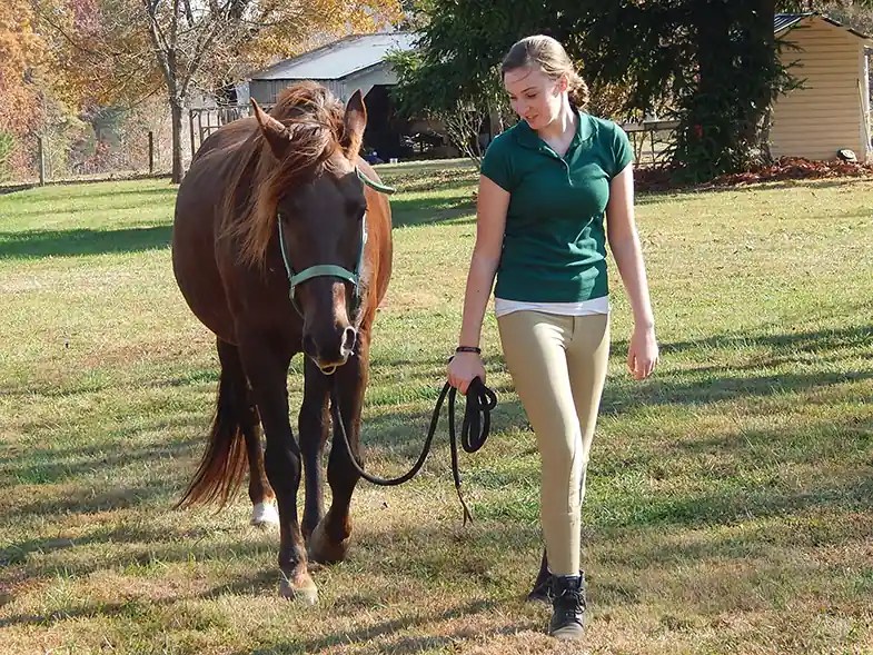 13 Incredible & Fascinating Facts About The Tennessee Walking Horse Horse FactBook