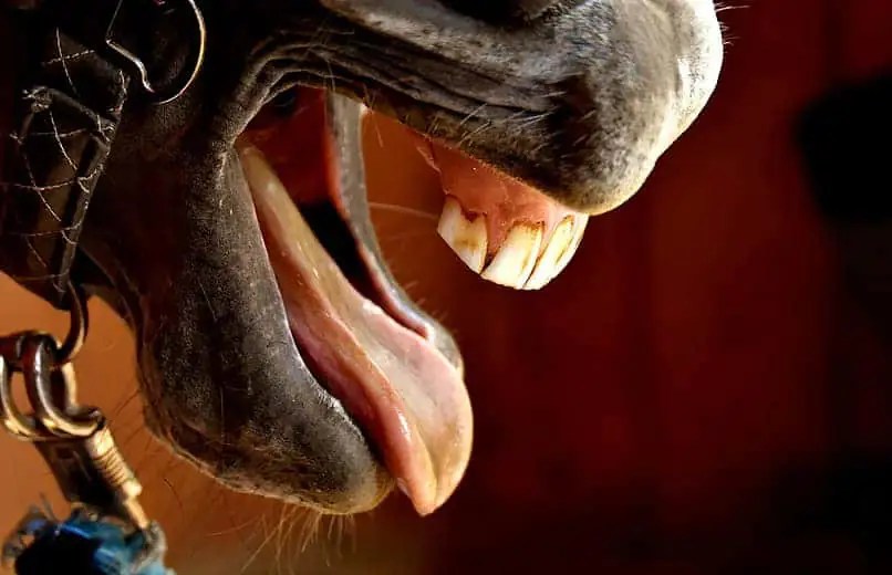 15 Reasons Why Horses Show Their Teeth Good & Bad Horse FactBook