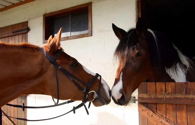 How Do Horses Show Affection? 4 Ways Horses Tell You They Love You