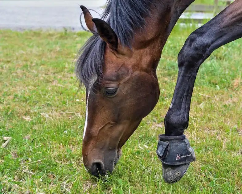 Why Do Horses Paw The Ground 12 Common Reasons & How To Stop It