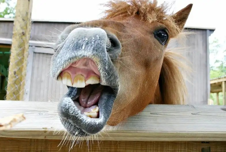 Why Do Young Horses Chew Wood? Causes & Prevention Horse FactBook