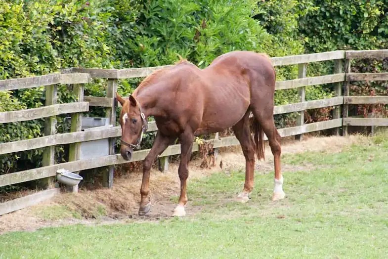 Why Do Horses Paw The Ground 12 Common Reasons & How To Stop It