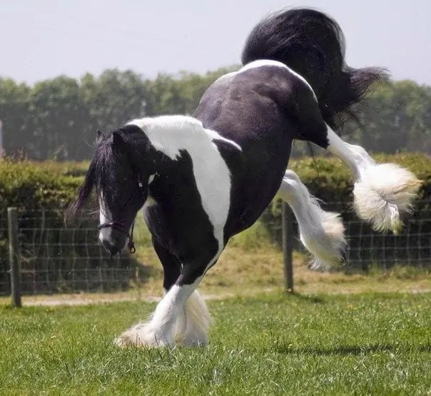 How Do I Stop My Horse Kicking? Horse FactBook