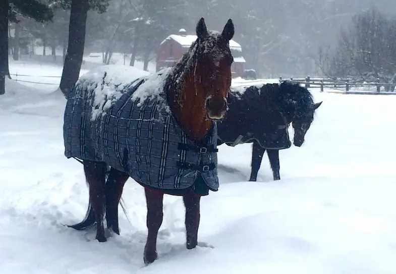 Do Horses Get Cold? What You NEED To Know About Winter Turn Out Horse