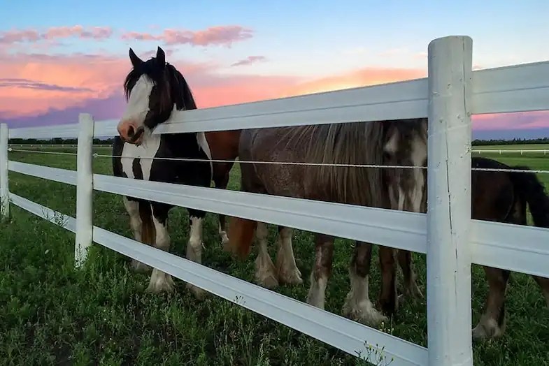 Pros & Cons Of Horse Fencing Which Option Is Best For You? Horse