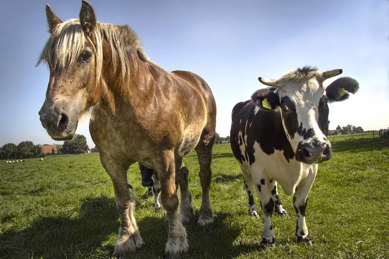 Do Horses & Cows Get On? The Pros & Cons Of Keeping Them Together